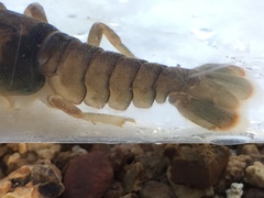 Cambarus andersoni