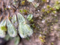 Riccia trichocarpa