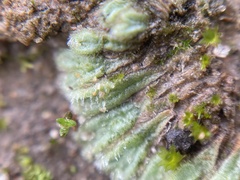 Riccia trichocarpa