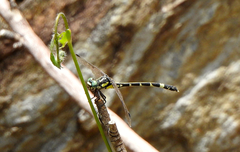 Austroepigomphus praeruptus