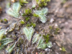 Riccia trichocarpa