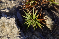 Cyperus pedunculatus