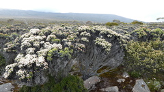 Ozothamnus ledifolius