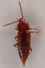 Trigonurus