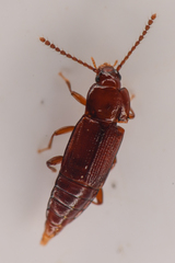 Trigonurus