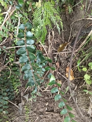 Pellaea rotundifolia