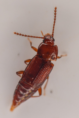 Trigonurus