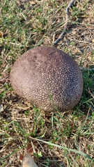 Calvatia lilacina