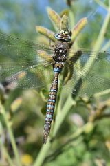 Rhionaeschna variegata