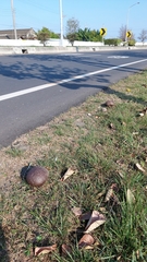 Calvatia lilacina