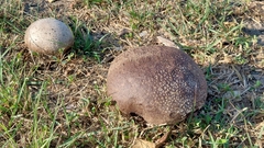 Calvatia lilacina