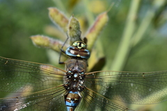 Rhionaeschna variegata