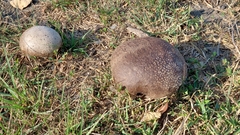 Calvatia lilacina