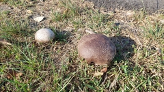 Calvatia lilacina