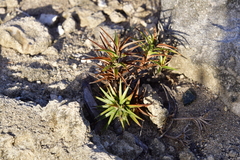 Cyperus pedunculatus