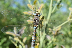 Rhionaeschna variegata