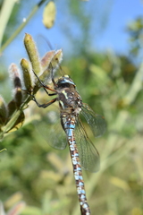 Rhionaeschna variegata