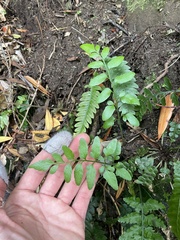 Asplenium lyallii
