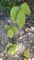 Mucuna macrocarpa