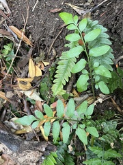 Asplenium lyallii