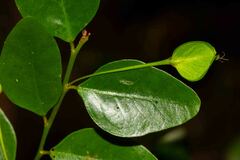 Dendrophyllanthus