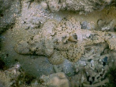 Cymbacephalus beauforti