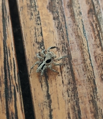 Plexippus petersi