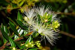 Metrosideros operculata