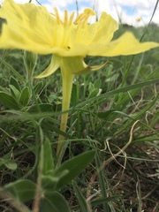Oenothera hartwegii