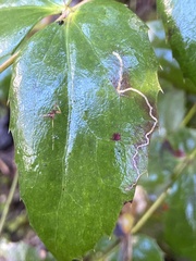 Stigmella