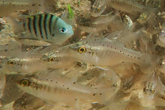 Abudefduf bengalensis