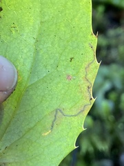 Stigmella