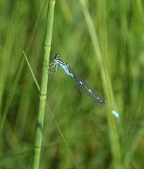 Coenagrion lanceolatum