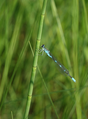 Coenagrion lanceolatum