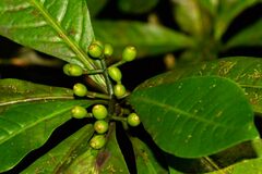 Psychotria semperflorens