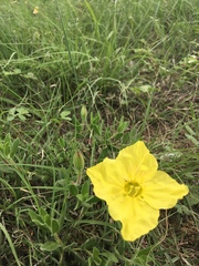 Oenothera hartwegii