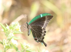 Papilio crino