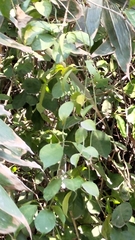 Neoalsomitra clavigera