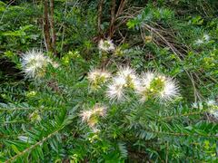 Metrosideros operculata