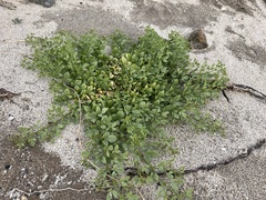 Fagonia pachyacantha