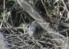 Polioptila