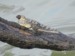 Periophthalmus chrysospilos