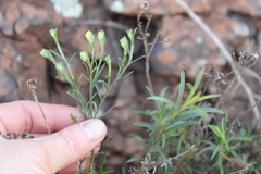 Gutierrezia californica