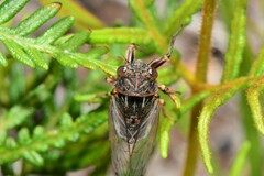 Gelidea torrida