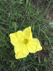 Oenothera hartwegii