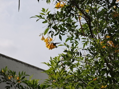 Cynanthus latirostris