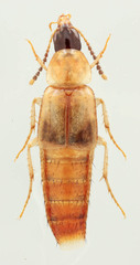 Lordithon scutellaris