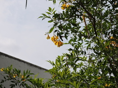 Cynanthus latirostris