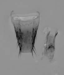 Lordithon scutellaris