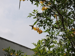 Cynanthus latirostris